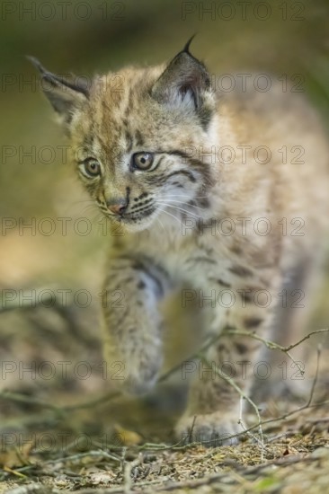 Eurasian lynx (Lynx lynx) youngster (cub) walkking in a forest, Bavaria, Germany
