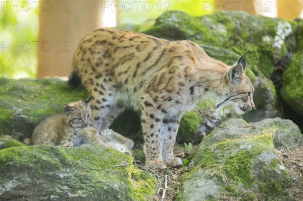 Eurasian lynx (Lynx lynx) mother with her youngsters (cubs) standing on a rock in a forest, Bavaria, Germany