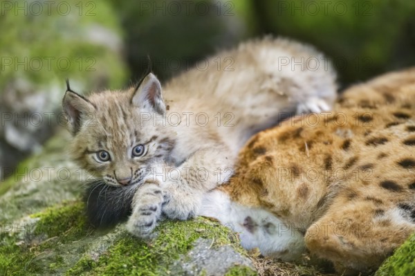 Eurasian lynx (Lynx lynx) youngster (cub) playing with the tail of its mother in a forest, Bavaria, Germany