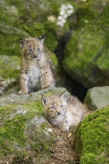 Eurasian lynx (Lynx lynx) youngsters (cubs) on a rock in a forest, Bavaria, Germany