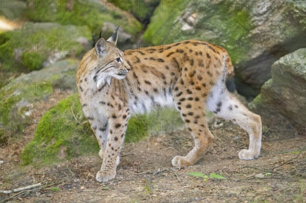 Eurasian lynx (Lynx lynx) standing in a forest, Bavaria, Germany