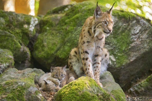 Eurasian lynx (Lynx lynx) mother with her youngsters (cubs) sitting on a rock in a forest, Bavaria, Germany