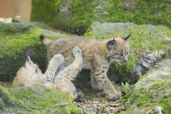 Eurasian lynx (Lynx lynx) youngsters (cubs) playing with each other in a forest, Bavaria, Germany