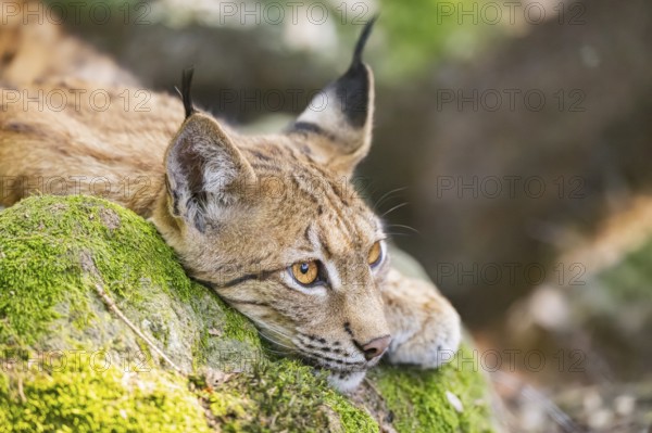 Eurasian lynx (Lynx lynx) lying on a rock in a forest, portrait, Bavaria, Germany