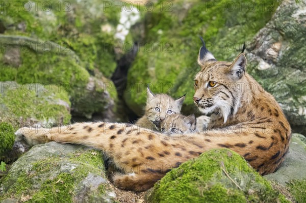 Eurasian lynx (Lynx lynx) mother with her youngsters (cubs) lying on a rock in a forest, Bavaria, Germany