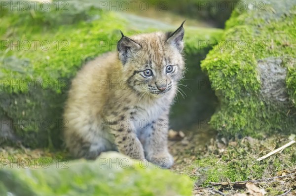 Eurasian lynx (Lynx lynx) youngster (cub) sitting on a rock in a forest, Bavaria, Germany