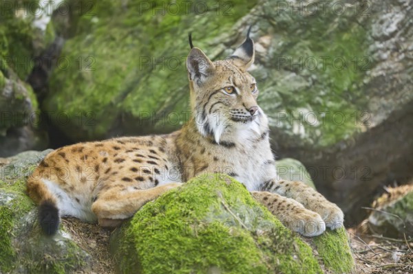 Eurasian lynx (Lynx lynx) lying on a rock in a forest, Bavaria, Germany