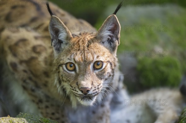 Eurasian lynx (Lynx lynx) in a forest, portrait, Bavaria, Germany