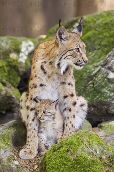 Eurasian lynx (Lynx lynx) mother with her youngsters (cubs) sitting on a rock in a forest, Bavaria, Germany