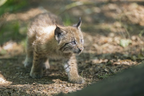 Eurasian lynx (Lynx lynx) youngster (cub) walkking in a forest, Bavaria, Germany