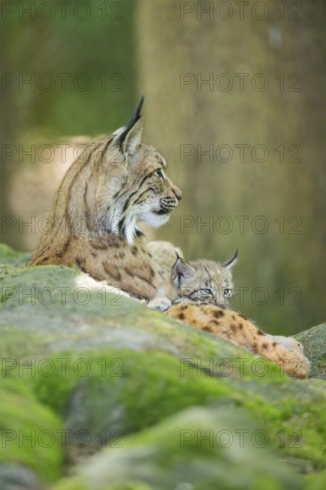 Eurasian lynx (Lynx lynx) mother with her youngster (cub) lying on a rock in a forest, Bavaria, Germany