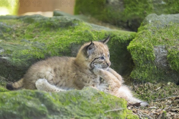 Eurasian lynx (Lynx lynx) youngsters (cubs) playing with each other in a forest, Bavaria, Germany