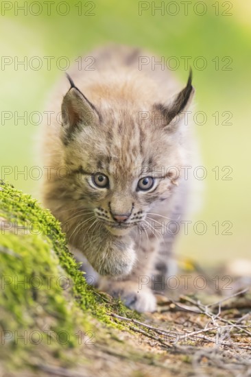 Eurasian lynx (Lynx lynx) youngster (cub) walking in a forest, Bavaria, Germany