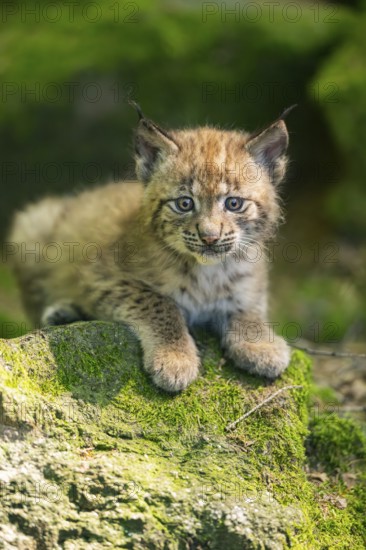 Eurasian lynx (Lynx lynx) youngster (cub) lying on a rock in a forest, Bavaria, Germany