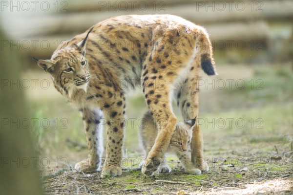 Eurasian lynx (Lynx lynx) mother with her youngster (cub) standing in a forest, Bavaria, Germany