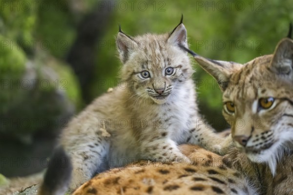Eurasian lynx (Lynx lynx) youngster (cub) on the back of its mother in a forest, Bavaria, Germany