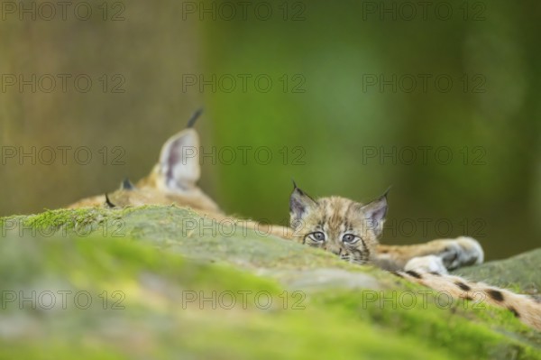 Eurasian lynx (Lynx lynx) youngster (cub) on a rock in a forest, Bavaria, Germany