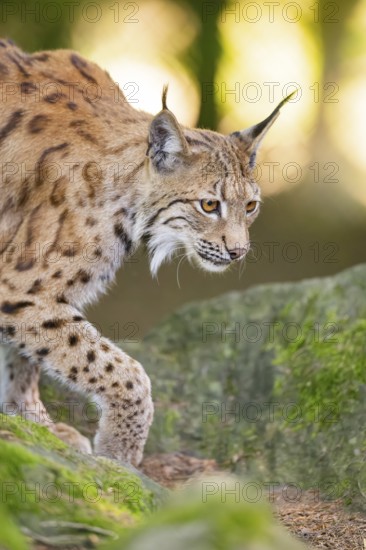 Eurasian lynx (Lynx lynx) walking in a forest, Bavaria, Germany