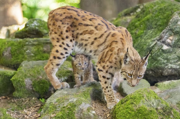 Eurasian lynx (Lynx lynx) mother with her youngsters (cubs) standing on a rock in a forest, Bavaria, Germany