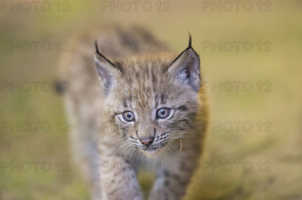 Eurasian lynx (Lynx lynx) youngster (cub) walking, portrait, Bavaria, Germany