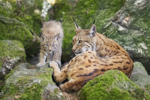 Eurasian lynx (Lynx lynx) mother with her youngsters (cubs) lying on a rock in a forest, Bavaria, Germany