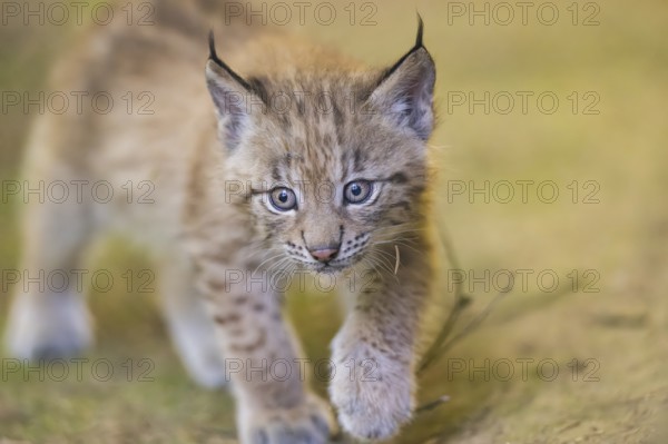 Eurasian lynx (Lynx lynx) youngster (cub) walking in a forest, Bavaria, Germany