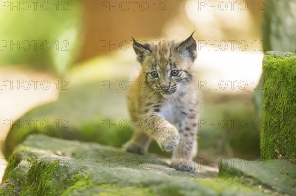 Eurasian lynx (Lynx lynx) youngster (cub) walking on rocks in a forest, Bavaria, Germany