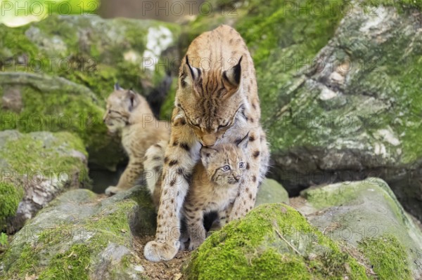 Eurasian lynx (Lynx lynx) mother with her youngsters (cubs) sitting on a rock in a forest, Bavaria, Germany