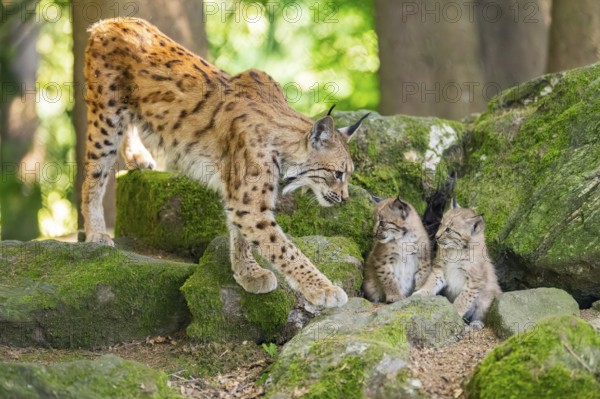 Eurasian lynx (Lynx lynx) mother with her youngsters (cubs) standing on a rock in a forest, Bavaria, Germany