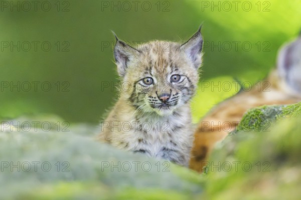 Eurasian lynx (Lynx lynx) youngster (cub) on a rock in a forest, Bavaria, Germany