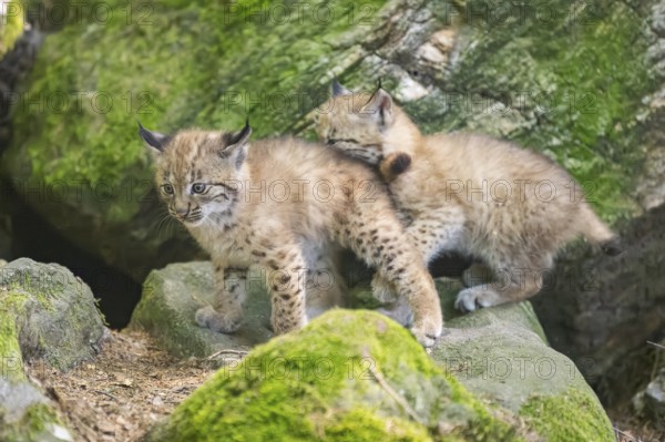 Eurasian lynx (Lynx lynx) mother with her youngsters (cubs) playing between rocks with each other in a forest, Bavaria, Germany