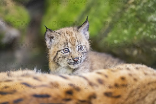 Eurasian lynx (Lynx lynx) youngster (cubs) behind the fur of its mother in a forest, Bavaria, Germany