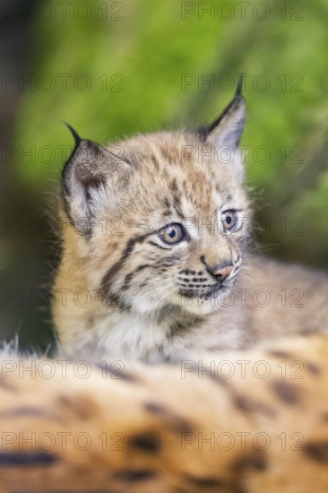 Eurasian lynx (Lynx lynx) youngster (cubs) behind the fur of its mother in a forest, Bavaria, Germany