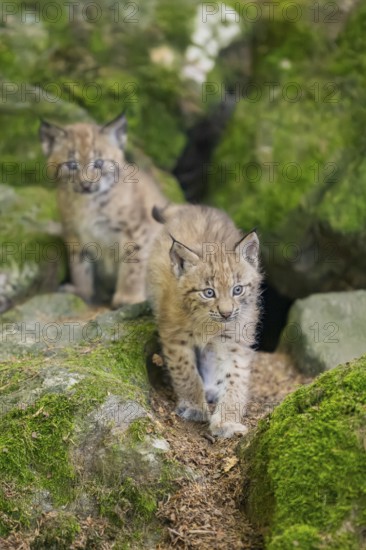 Eurasian lynx (Lynx lynx) youngsters (cubs) on a rock in a forest, Bavaria, Germany