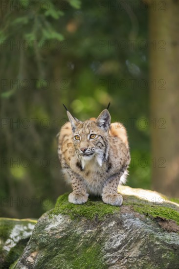 Eurasian lynx (Lynx lynx) lying on a rock in a forest, Bavaria, Germany