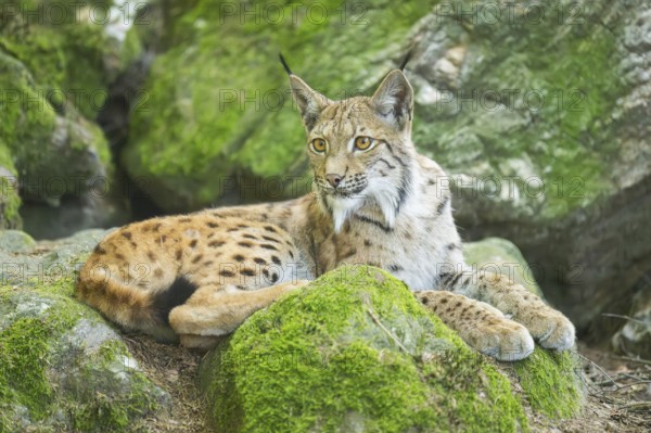 Eurasian lynx (Lynx lynx) lying on a rock in a forest, Bavaria, Germany