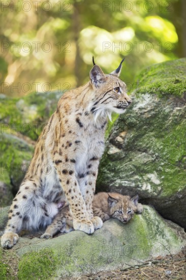 Eurasian lynx (Lynx lynx) mother with her youngsters (cubs) sitting on a rock in a forest, Bavaria, Germany