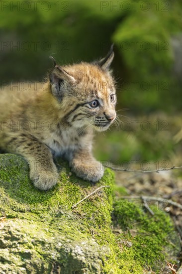 Eurasian lynx (Lynx lynx) youngster (cub) lying on a rock in a forest, Bavaria, Germany