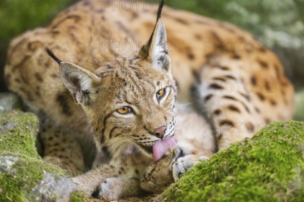 Eurasian lynx (Lynx lynx) mother with her youngster (cub) lying on a rock in a forest, Bavaria, Germany