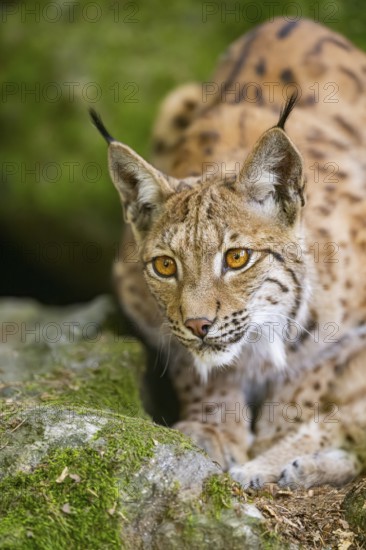 Eurasian lynx (Lynx lynx) lying on a rock in a forest, portrait, Bavaria, Germany