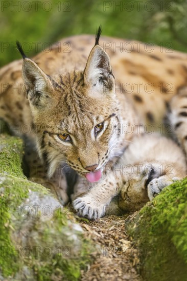 Eurasian lynx (Lynx lynx) mother with her youngster (cub) lying on a rock in a forest, Bavaria, Germany