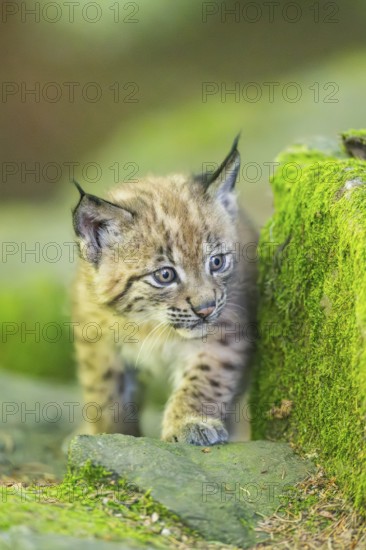 Eurasian lynx (Lynx lynx) youngster (cub) on a rock in a forest, Bavaria, Germany