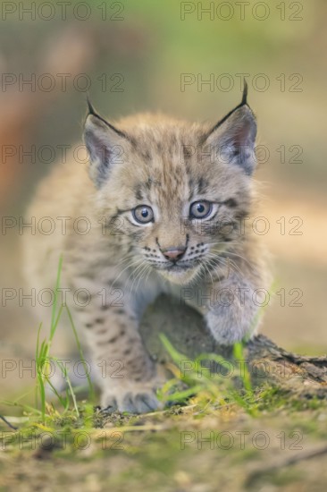 Eurasian lynx (Lynx lynx) youngster (cub) walking in a forest, Bavaria, Germany