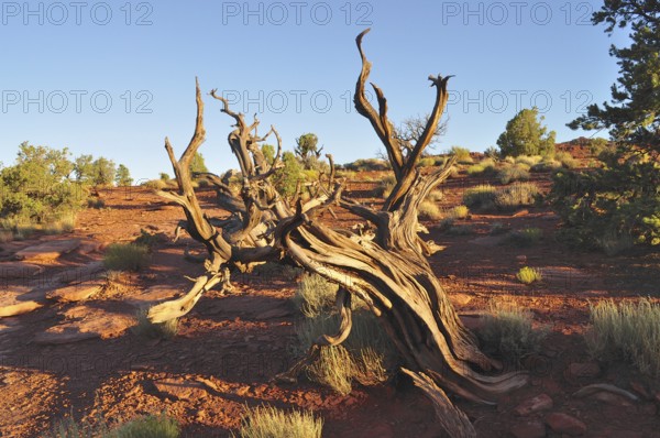 A dead tree in a desert landscape with red soil and barren vegetation, Capitol Reef National Park, Utha, USA
