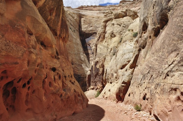 Narrow path through a red rock gorge with unique structures, Capitol Reef National Park, Utha, USA
