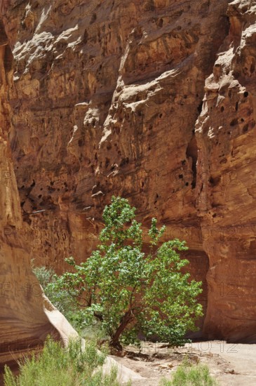 Green tree grows solitary in a canyon with reddish and shady rock formations, Capitol Reef National Park, Utha, USA