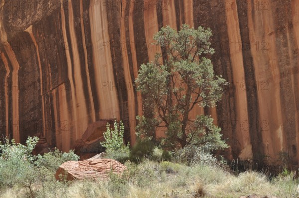 Single tree in front of a shady, black and red striped rock wall in the desert, Capitol Reef National Park, Utha, USA