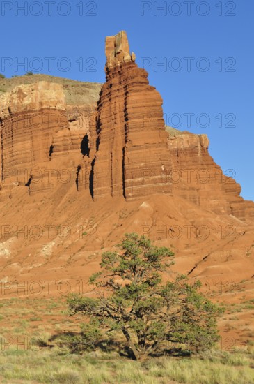 Distinctive rock formation with a tree in a barren desert landscape under blue sky, Capitol Reef National Park, Utha, USA