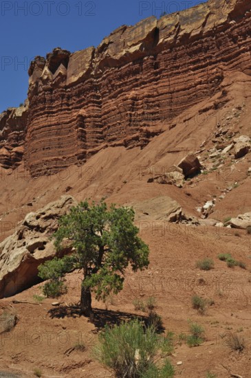 Single tree in front of dramatic, layered red rocks in desert-like landscape, Capitol Reef National Park, Utha, USA