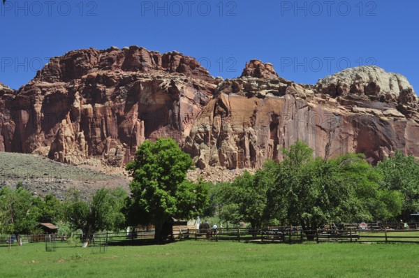 Red rock formations with green meadow and trees under clear blue sky, Fruita, Capitol Reef National Park, Utha, USA